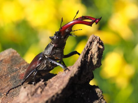 Stag beetle - male