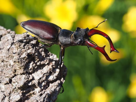 Stag beetle - male