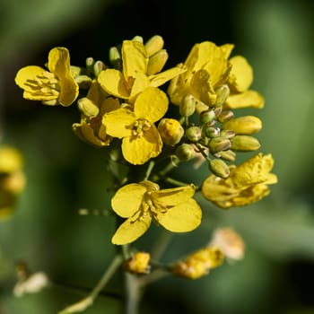 flowering rapeseed