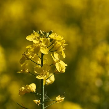 flowering rapeseed