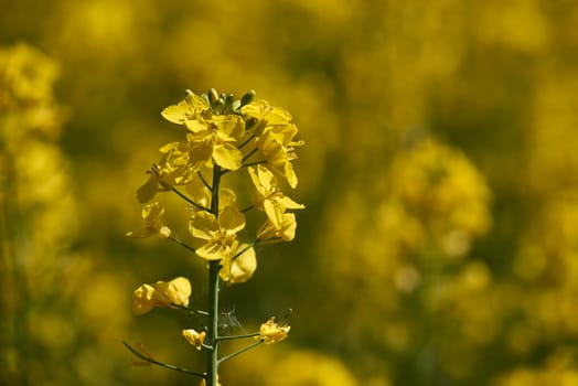 flowering rapeseed