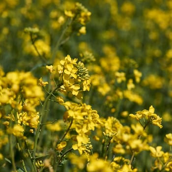 flowering rapeseed