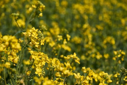 flowering rapeseed