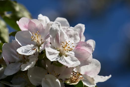 flowering apple trees