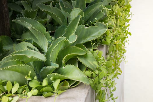 Green Plants On Rooftop Garden, stock photo