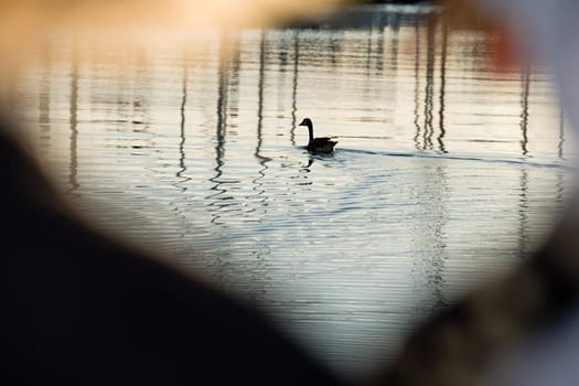 Goose on water