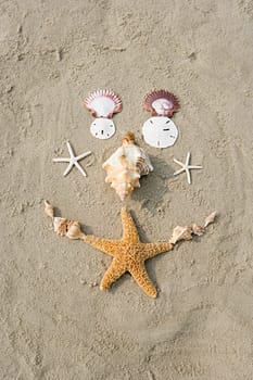 Starfish and shells