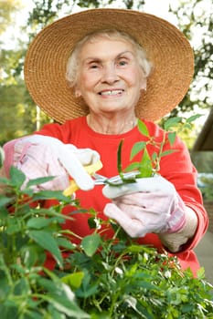 Senior woman gardening