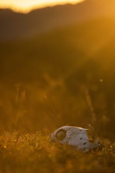 Animal skull in a atumn grass, sunrise morning