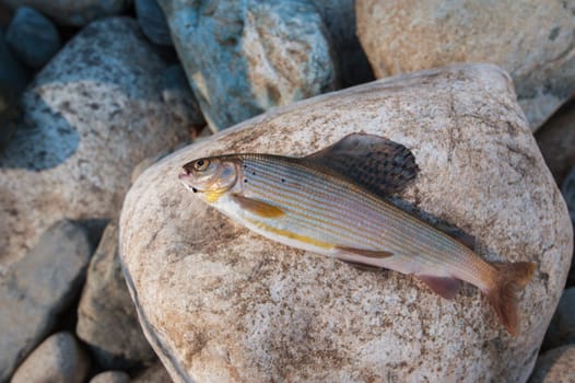 Just caught a grayling on the stones