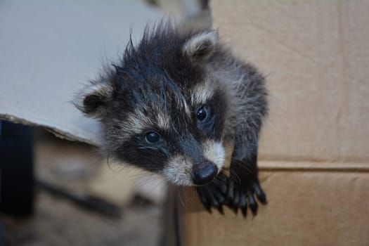 A little raccoon - baby looks out of a box