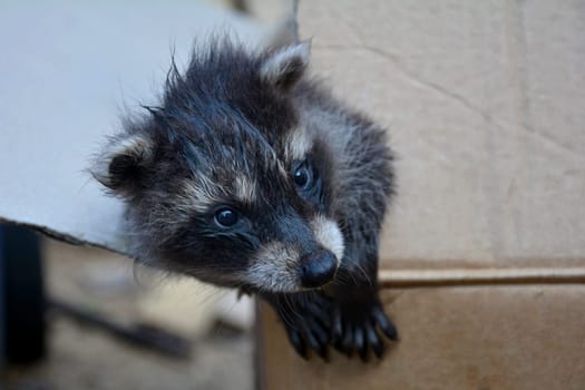 A little raccoon - baby looks out of a box to the right
