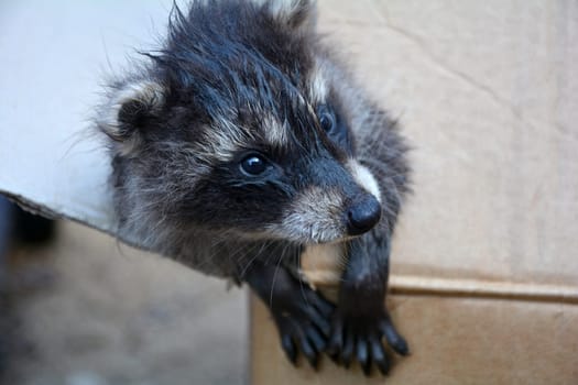 A wet little raccoon - baby looks out of a box to the right
