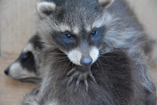A small raccoon - baby holds the paw on another raccoon baby