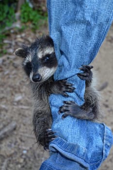 A little raccoon - baby hangs on a pair of jeans and looks forward