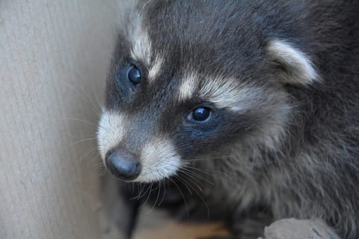 Head of a baby raccoon