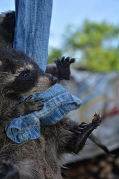 A little raccoon - baby hangs rocking on a pair of jeans in nature