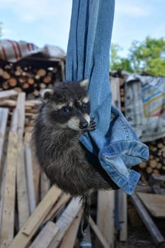 A small raccoon - baby hangs rocking on a pair of jeans,firewood in the background
