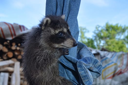 A baby raccoon climbs up on a pair of jeans,with blue skies and wood in the background