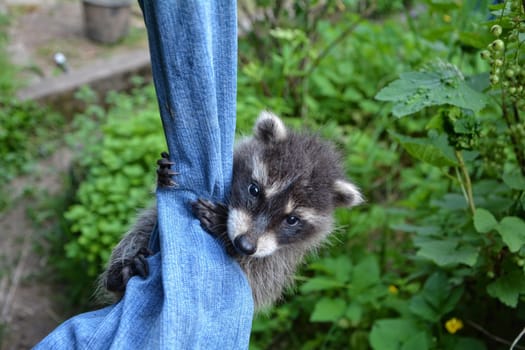 A little raccoon - baby hangs on a pair of jeans in green nature and looks forward