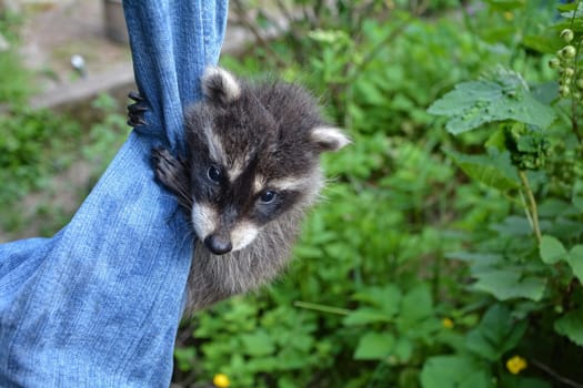 A little raccoon - baby hangs on a pair of jeans in green nature