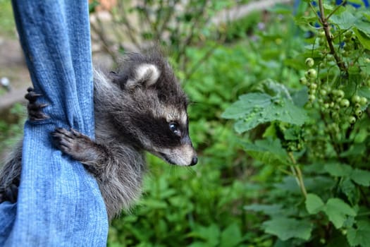 A little raccoon - baby hangs on a pair of jeans in the green nature and looks to the right
