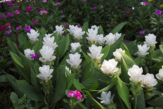 garden white flowers blooming