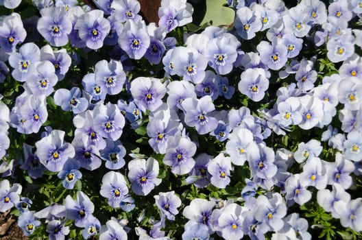 one nice discount with nice flowers with the name pansy