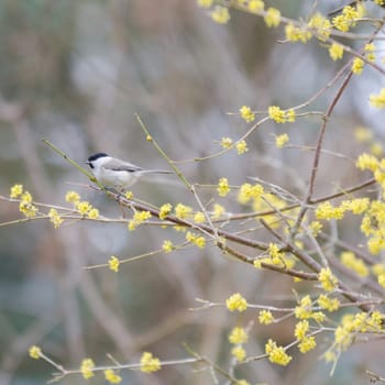 one small bird marsh tit sit in the tree