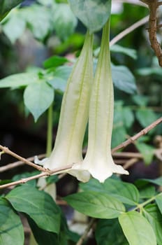 Cubanola domingensis a lovely flower like a trumpet from the family Cubanola