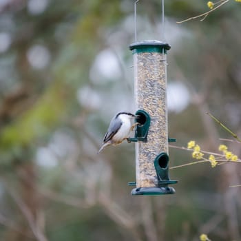 One wild nuthatch Sit in the three and eat seed