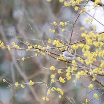 one small bird marsh tit sit in the tree
