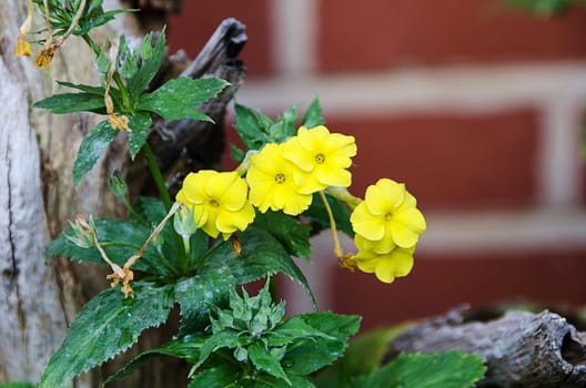 a beautiful yellow flower Primula verticillata
