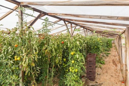 Rows of tomato plants growing inside big industrial greenhouse. Industrial agriculture.