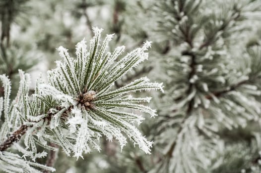 Pine needles covered with frost, close-up