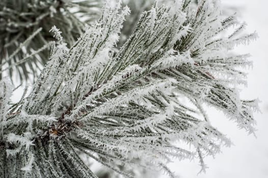 Pine needles covered with frost, close-up