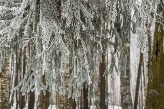 The fog in the winter, the trees covered with hoarfrost