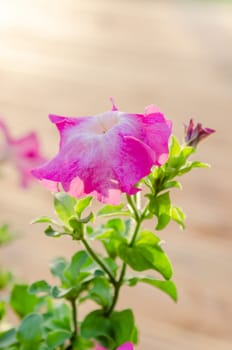 Flowering pink petunia in the garden on the terrace