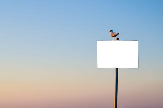 Seagull sitting on banner on sunset sky background