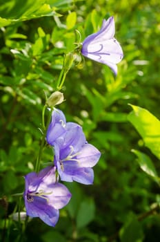 Flowering bellflower, close-up