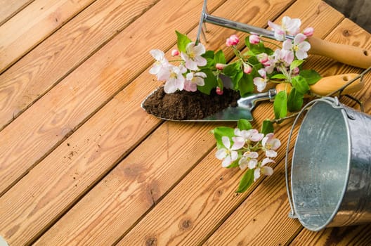 Branch of blossoming apple and garden tools on a wooden surface, close-up