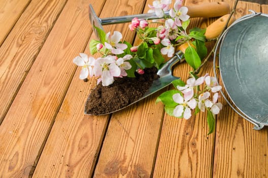 Branch of blossoming apple and garden tools on a wooden surface, close-up
