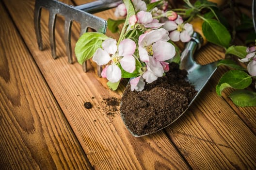 Branch of blossoming apple and garden tools on a wooden surface, close-up