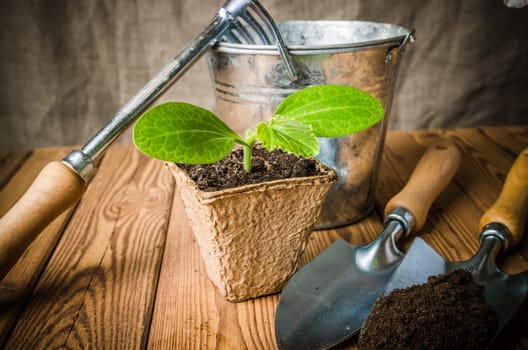 Seedlings zucchini and garden tools on a wooden surface