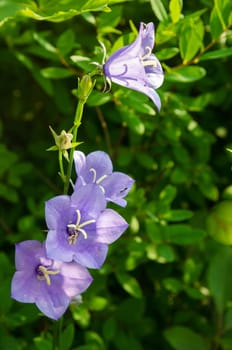 Flowering bellflower, close-up
