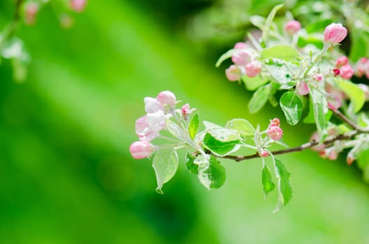 A branch of blossoming Apple trees in springtime, green background