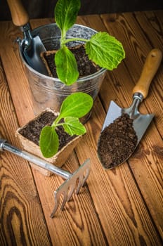 Seedlings zucchini and garden tools on a wooden surface