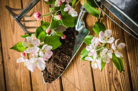 Branch of blossoming apple and garden tools on a wooden surface, close-up