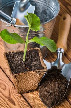 Seedlings zucchini and garden tools on a wooden surface