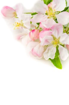 Branch of a blossoming apple-tree on a white background, close-up